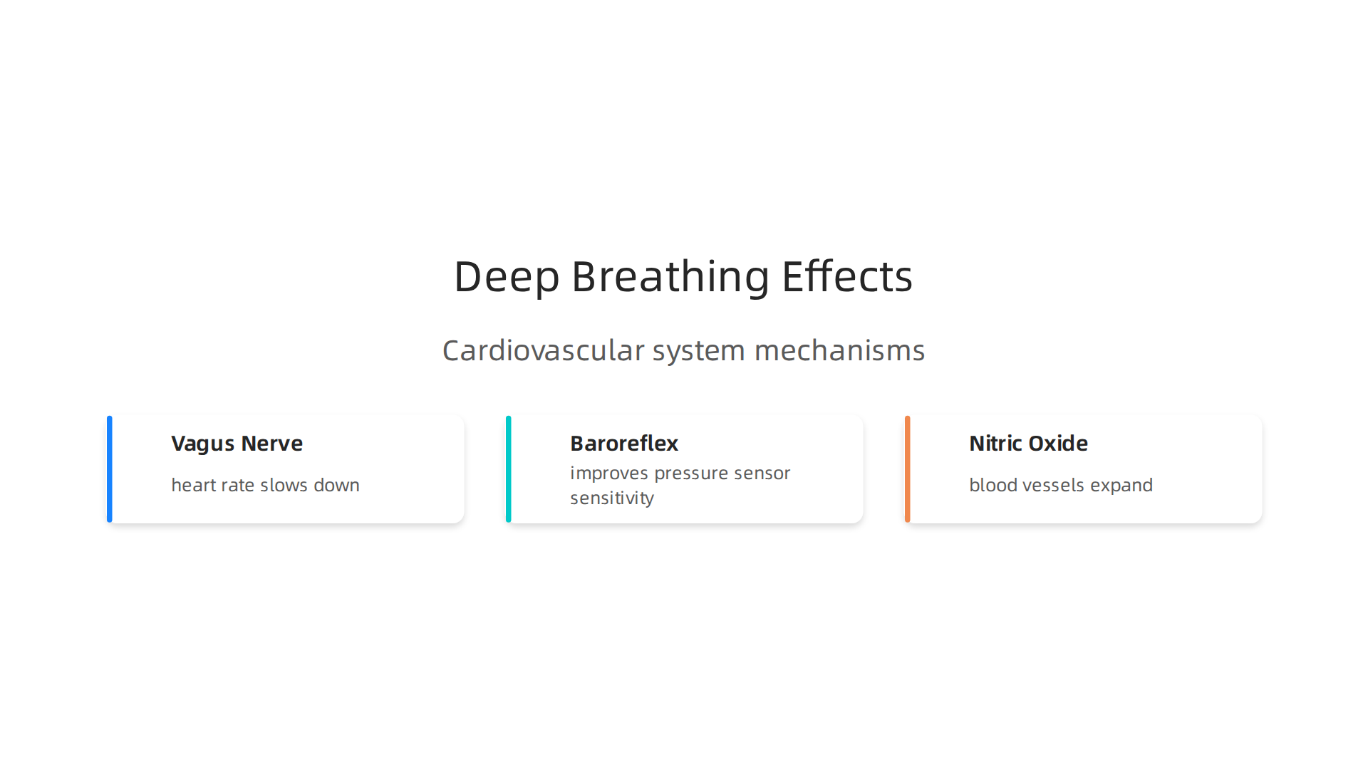 Visualizing the internal physiological changes that occur when deep breathing activates the body's parasympathetic nervous system.