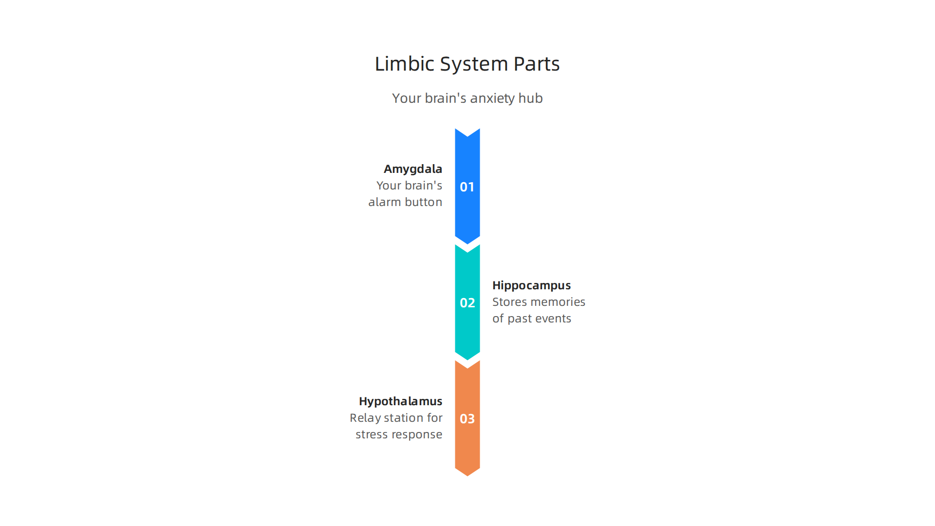 Understanding the three primary components of your brain's limbic system.