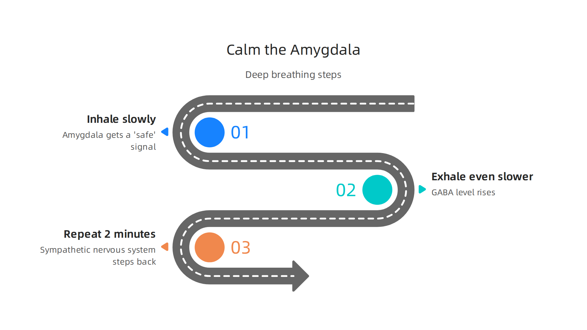 How slow, controlled breathing impacts your brain and body's stress response.