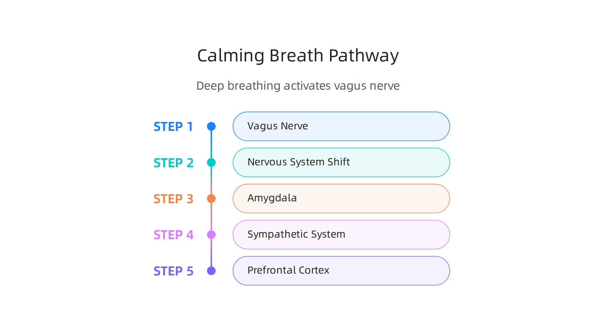Explaining the physiological process by which deep breathing stimulates the vagus nerve and calms the body.
